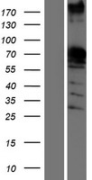 KHDRBS1 / SAM68 Protein - Western validation with an anti-DDK antibody * L: Control HEK293 lysate R: Over-expression lysate
