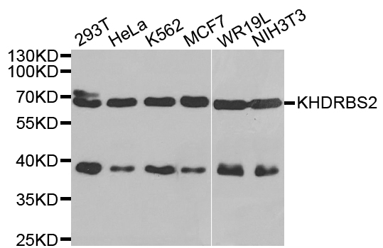 KHDRBS2 / SLM-1 Antibody - Western blot analysis of extracts of various cell lines.