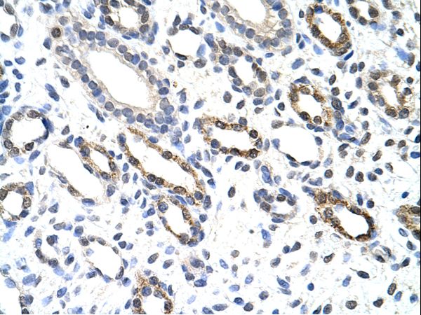 KHDRBS3 / SLM2 Antibody - KHDRBS3 / SLM2 antibody ARP40663_P050-NP_006549-KHDRBS3 (KH domain containing, RNA binding, signal transduction associated 3) Antibody was used in IHC to stain formalin-fixed, paraffin-embedded human kidney.  This image was taken for the unconjugated form of this product. Other forms have not been tested.