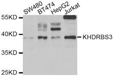 KHDRBS3 / SLM2 Antibody - Western blot analysis of extracts of various cell lines.