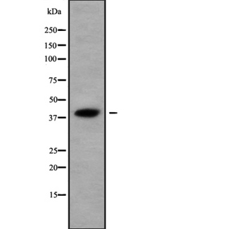 KHDRBS3 / SLM2 Antibody - Western blot analysis of KHDRBS3 using Jurkat whole cells lysates