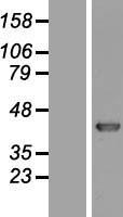 KHDRBS3 / SLM2 Protein - Western validation with an anti-DDK antibody * L: Control HEK293 lysate R: Over-expression lysate