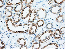 KHK / Ketohexokinase Antibody - IHC of paraffin-embedded Human Kidney tissue using anti-KHK mouse monoclonal antibody. (Dilution 1:50).