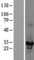 KHK / Ketohexokinase Protein - Western validation with an anti-DDK antibody * L: Control HEK293 lysate R: Over-expression lysate