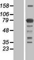KHNYN Protein - Western validation with an anti-DDK antibody * L: Control HEK293 lysate R: Over-expression lysate
