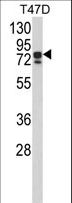 KHSRP / FBP2 Antibody - Western blot of KHSRP Antibody in T47D cell line lysates (35 ug/lane). KHSRP (arrow) was detected using the purified antibody.