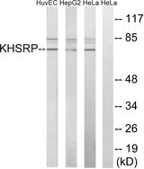 KHSRP / FBP2 Antibody - Western blot of extracts from HUVEC cells, HepG2 cells and HeLa cells, using KHSRP antibody.