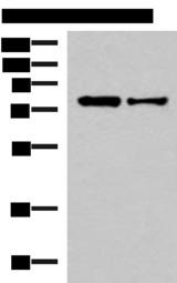 KHSRP / FBP2 Antibody - Western blot analysis of HepG2 and Hela cell lysates  using KHSRP Polyclonal Antibody at dilution of 1:1000
