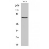 KHSRP / FBP2 Antibody - Western blot of FBP2 antibody