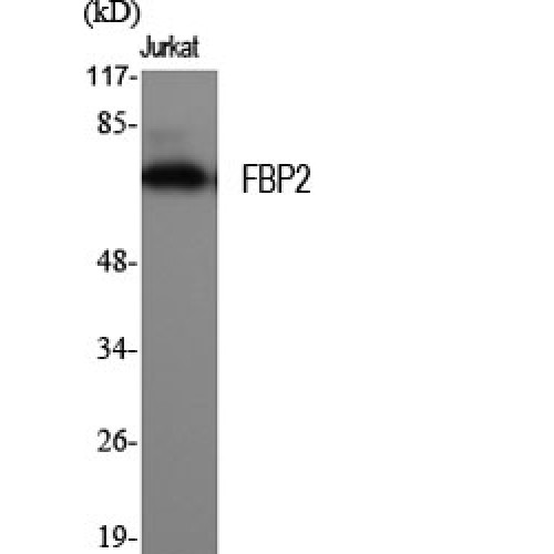 KHSRP / FBP2 Antibody - Western blot of FBP2 antibody