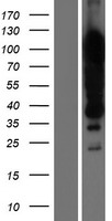 KHSRP / FBP2 Protein - Western validation with an anti-DDK antibody * L: Control HEK293 lysate R: Over-expression lysate