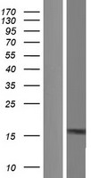 KIAA0040 Protein - Western validation with an anti-DDK antibody * L: Control HEK293 lysate R: Over-expression lysate