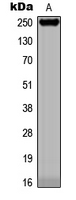 KIAA0100 / BCOX Antibody - Western blot analysis of BCOX1 expression in A431 (A) whole cell lysates.