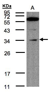 KIAA0152 / MLEC Antibody - Sample (30 ug of whole cell lysate). A: Raji . 12% SDS PAGE. KIAA0152 / MLEC antibody diluted at 1:200