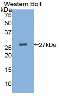 KIAA0152 / MLEC Antibody - Western blot of recombinant KIAA0152 / MLEC.  This image was taken for the unconjugated form of this product. Other forms have not been tested.