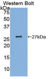 KIAA0152 / MLEC Antibody - Western blot of recombinant KIAA0152 / MLEC.  This image was taken for the unconjugated form of this product. Other forms have not been tested.