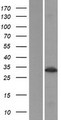 KIAA0152 / MLEC Protein - Western validation with an anti-DDK antibody * L: Control HEK293 lysate R: Over-expression lysate