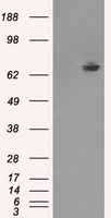 KIAA0153 / TTLL12 Antibody - HEK293T cells were transfected with the pCMV6-ENTRY control (Left lane) or pCMV6-ENTRY TTLL12 (Right lane) cDNA for 48 hrs and lysed. Equivalent amounts of cell lysates (5 ug per lane) were separated by SDS-PAGE and immunoblotted with anti-TTLL12.