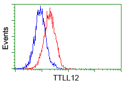 KIAA0153 / TTLL12 Antibody - Flow cytometry of Jurkat cells, using anti-TTLL12 antibody, (Red) compared to a nonspecific negative control antibody (Blue).