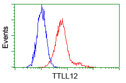 KIAA0153 / TTLL12 Antibody - Flow cytometry of HeLa cells, using anti-TTLL12 antibody, (Red) compared to a nonspecific negative control antibody (Blue).