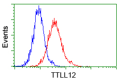 KIAA0153 / TTLL12 Antibody - Flow cytometry of Jurkat cells, using anti-TTLL12 antibody, (Red) compared to a nonspecific negative control antibody (Blue).