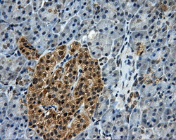 KIAA0153 / TTLL12 Antibody - Immunohistochemical staining of paraffin-embedded pancreas tissue using anti-TTLL12 mouse monoclonal antibody. (Dilution 1:50).