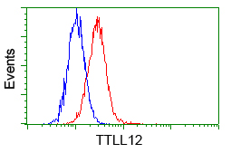 KIAA0153 / TTLL12 Antibody - Flow cytometry of HeLa cells, using anti-TTLL12 antibody, (Red) compared to a nonspecific negative control antibody (Blue).