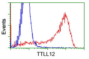 KIAA0153 / TTLL12 Antibody - HEK293T cells transfected with either overexpress plasmid (Red) or empty vector control plasmid (Blue) were immunostained by anti-TTLL12 antibody, and then analyzed by flow cytometry.