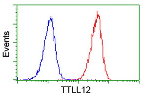 KIAA0153 / TTLL12 Antibody - Flow cytometry of Jurkat cells, using anti-TTLL12 antibody (Red), compared to a nonspecific negative control antibody (Blue).