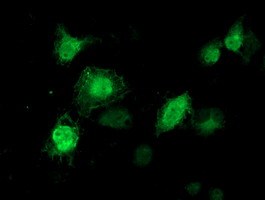 KIAA0153 / TTLL12 Antibody - Anti-TTLL12 mouse monoclonal antibody immunofluorescent staining of COS7 cells transiently transfected by pCMV6-ENTRY TTLL12.