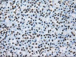 KIAA0153 / TTLL12 Antibody - Immunohistochemical staining of paraffin-embedded pancreas tissue using anti-TTLL12 mouse monoclonal antibody. (Dilution 1:50).