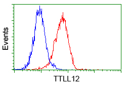 KIAA0153 / TTLL12 Antibody - Flow cytometric analysis of Jurkat cells, using anti-TTLL12 antibody, (Red) compared to a nonspecific negative control antibody (Blue).