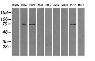 KIAA0153 / TTLL12 Antibody - Western blot analysis of extracts (35ug) from 9 different cell lines by using anti-TTLL12 monoclonal antibody.