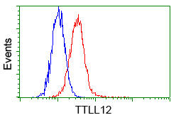 KIAA0153 / TTLL12 Antibody - Flow cytometric analysis of Hela cells, using anti-TTLL12 antibody, (Red) compared to a nonspecific negative control antibody (Blue).