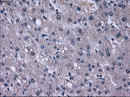 KIAA0153 / TTLL12 Antibody - Immunohistochemical staining of paraffin-embedded liver tissue using anti-TTLL12 mouse monoclonal antibody. (Dilution 1:50).