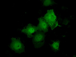 KIAA0153 / TTLL12 Antibody - Anti-TTLL12 mouse monoclonal antibody  immunofluorescent staining of COS7 cells transiently transfected by pCMV6-ENTRY TTLL12.