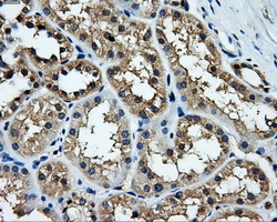 KIAA0153 / TTLL12 Antibody - IHC of paraffin-embedded Kidney tissue using anti-TTLL12 mouse monoclonal antibody. (Dilution 1:50).