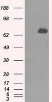 KIAA0153 / TTLL12 Antibody - HEK293T cells were transfected with the pCMV6-ENTRY control (Left lane) or pCMV6-ENTRY TTLL12 (Right lane) cDNA for 48 hrs and lysed. Equivalent amounts of cell lysates (5 ug per lane) were separated by SDS-PAGE and immunoblotted with anti-TTLL12.