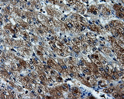 KIAA0153 / TTLL12 Antibody - IHC of paraffin-embedded liver tissue using anti-TTLL12 mouse monoclonal antibody. (Dilution 1:50).