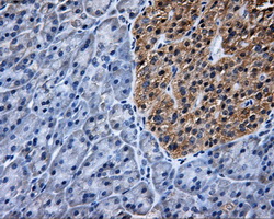 KIAA0153 / TTLL12 Antibody - IHC of paraffin-embedded pancreas tissue using anti-TTLL12 mouse monoclonal antibody. (Dilution 1:50).
