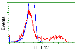 KIAA0153 / TTLL12 Antibody - HEK293T cells transfected with either pCMV6-ENTRY TTLL12 (Red) or empty vector control plasmid (Blue) were immunostained with anti-TTLL12 mouse monoclonal, and then analyzed by flow cytometry.
