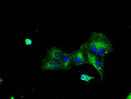KIAA0153 / TTLL12 Antibody - Anti-TTLL12 mouse monoclonal antibody  immunofluorescent staining of COS7 cells transiently transfected by pCMV6-ENTRY TTLL12.