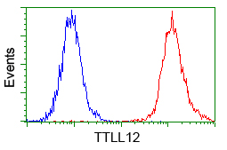 KIAA0153 / TTLL12 Antibody - Flow cytometric analysis of Jurkat cells, using anti-TTLL12 antibody, (Red) compared to a nonspecific negative control antibody (Blue).
