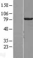 KIAA0153 / TTLL12 Protein - Western validation with an anti-DDK antibody * L: Control HEK293 lysate R: Over-expression lysate