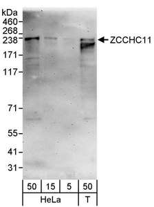KIAA0191 / ZCCHC11 Antibody - Detection of Human ZCCHC11 by Western Blot. Samples: Whole cell lysate from HeLa (5, 15 and 50 ug) and 293T (T; 50 ug) cells. Antibodies: Affinity purified rabbit anti-ZCCHC11 antibody used for WB at 0.04 ug/ml. Detection: Chemiluminescence with an exposure time of 3 minutes.