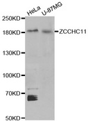 KIAA0191 / ZCCHC11 Antibody - Western blot analysis of extracts of various cell lines, using ZCCHC11 antibody.