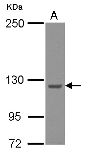 KIAA0196 Antibody - Sample (30 ug of whole cell lysate) A: HeLa 5% SDS PAGE KIAA0196 / Strumpellin antibody diluted at 1:500