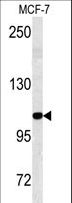 KIAA0226 / RUBICON Antibody - Western blot of BARON antibody in MCF-7 cell line lysates (35 ug/lane). BARON (arrow) was detected using the purified antibody.