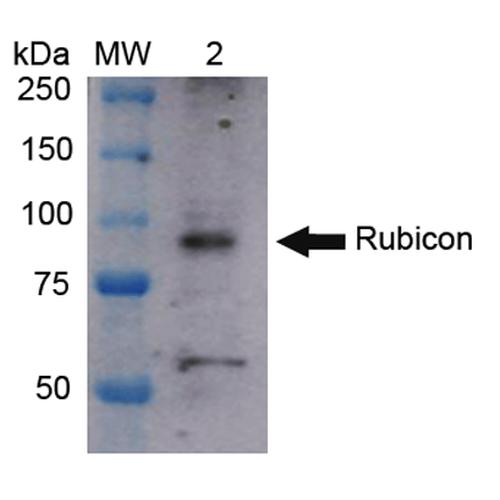 KIAA0226 / RUBICON Antibody - Western blot analysis of Human Cervical cancer cell line (HeLa) lysate showing detection of ~108 kDa Rubicon protein using Rabbit Anti-Rubicon Polyclonal Antibody. Lane 1: Molecular Weight Ladder (MW). Lane 2: HeLa cell lysates. Load: 15 µg. Block: 5% Skim Milk in 1X TBST. Primary Antibody: Rabbit Anti-Rubicon Polyclonal Antibody  at 1:1000 for 2 hours at RT. Secondary Antibody: Goat Anti-Rabbit IgG: HRP at 1:1000 for 60 min at RT. Color Development: ECL solution for 6 min in RT. Predicted/Observed Size: ~108 kDa.