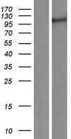 KIAA0226 / RUBICON Protein - Western validation with an anti-DDK antibody * L: Control HEK293 lysate R: Over-expression lysate